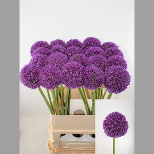 ALLIUM AMBASSADOR