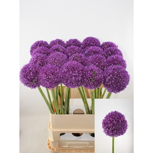 ALLIUM AMBASSADOR