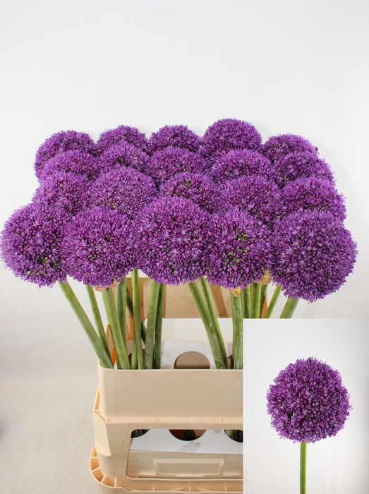 <h4>ALLIUM AMBASSADOR</h4>