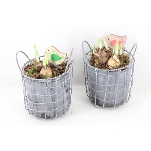 arr4 Narcis JS - Beton pot in gaas x6