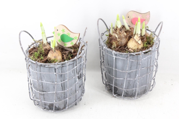 <h4>arr4 Narcis JS - Beton pot in gaas x6</h4>