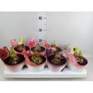 Hippeastrum   ...mix