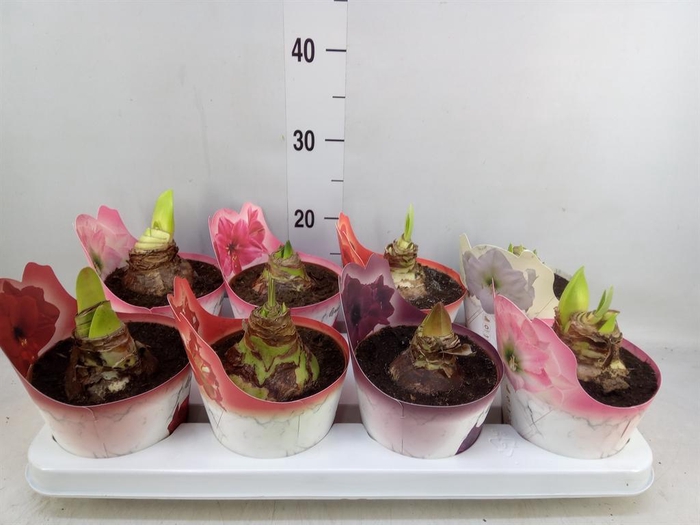 <h4>Hippeastrum   ...mix</h4>