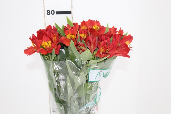 <h4>ALSTROEMERIA ANGELINA 080 CM</h4>