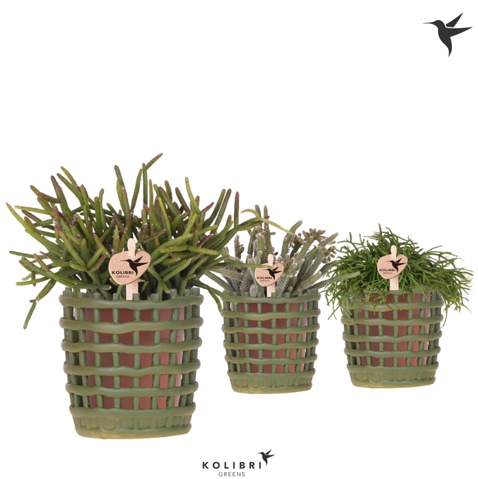 <h4>Kolibri Greens Rhipsalis mix in Mesh pot green</h4>