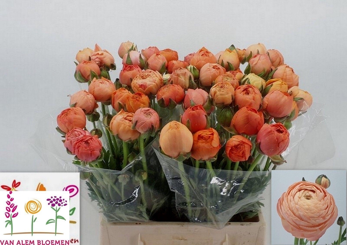 <h4>RAN AAZUR SALMON</h4>