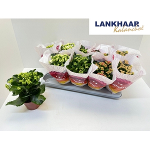 KAL GE PERF GEM 5 KL