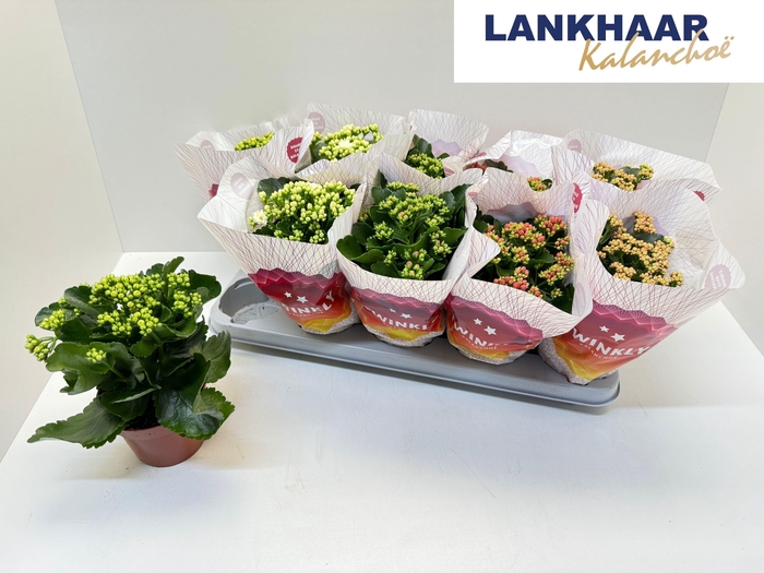 <h4>KAL GE PERF GEM 5 KL</h4>