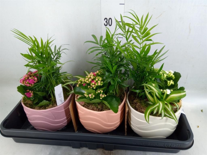 <h4>Arr.    Planten  L%</h4>