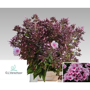 Phlox P Bri Eyes