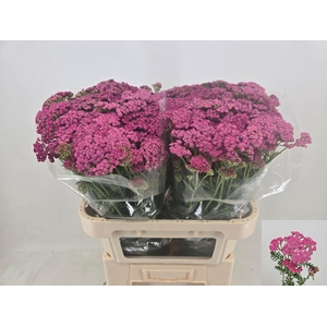 Achilea Daphne Pink