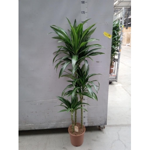 Dracaena fr de 'Ulises'