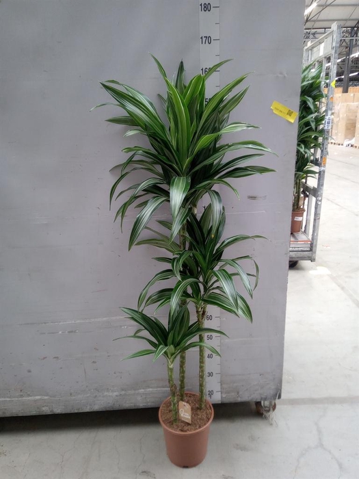 <h4>Dracaena fr de 'Ulises'</h4>