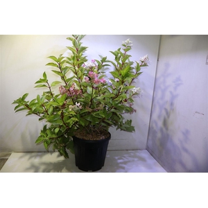 arr8 Hydr Paniculata Wim's Red