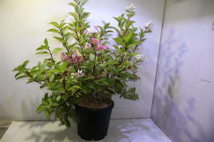 <h4>arr8 Hydr Paniculata Wim's Red</h4>