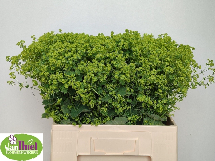 <h4>ALCHEMILLA ROBUSTICA ALCHEM M ROBUS</h4>