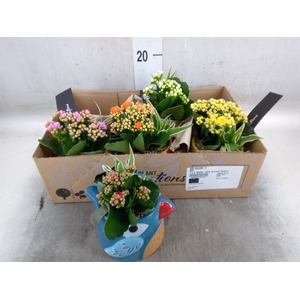 Arr.   Kamerplant Bloei L%