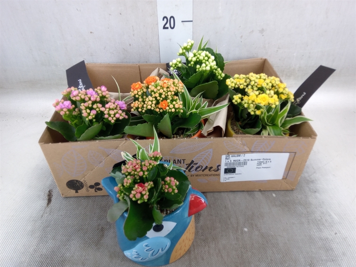 <h4>Arr.   Kamerplant Bloei L%</h4>
