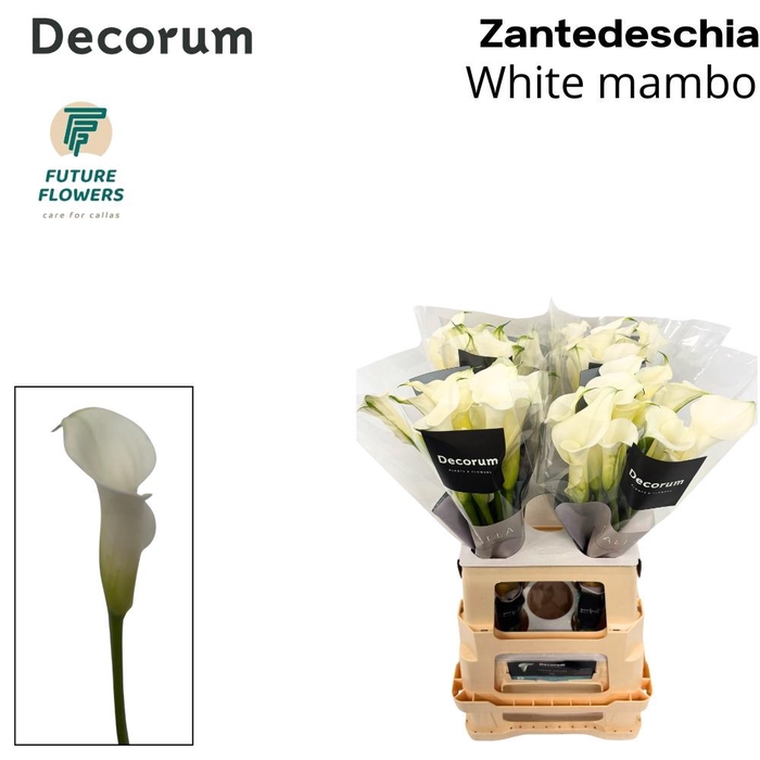 <h4>ZANT WHITE MAMBO</h4>