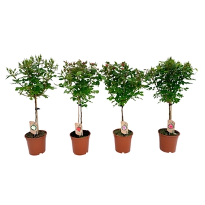 Roos op stam mixtray