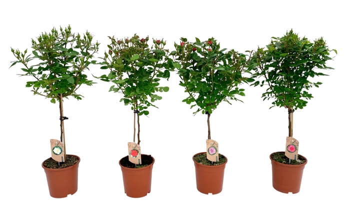 <h4>Roos op stam mixtray</h4>