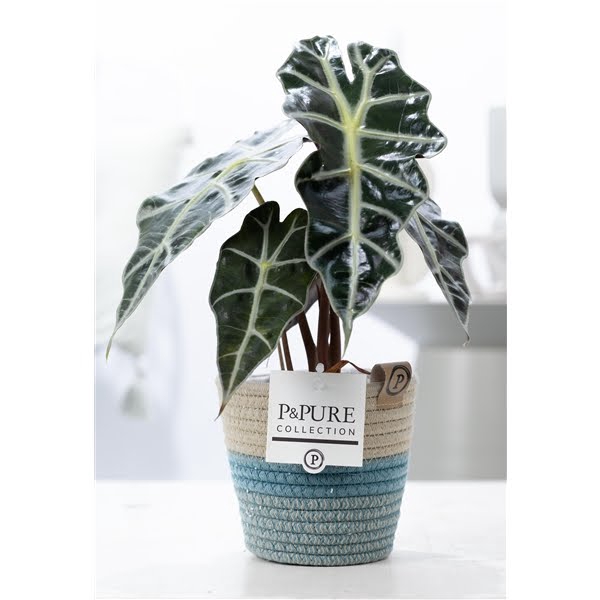 <h4>Alocasia Polly in P&PURE Fashionpot Valerie</h4>