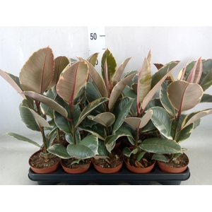 Ficus elastica 'Tineke'