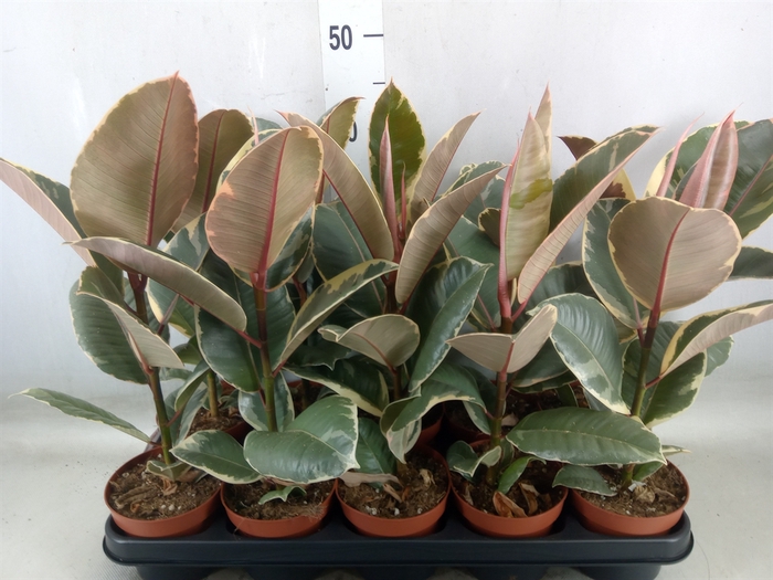 <h4>Ficus elastica 'Tineke'</h4>