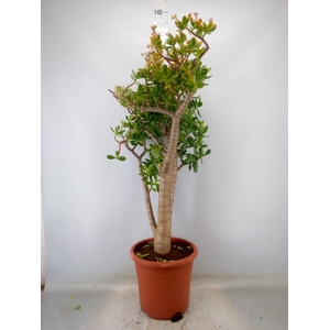 Crassula ovata 'Sunset'