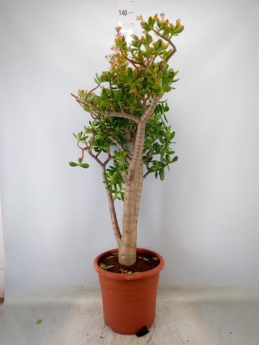 <h4>Crassula ovata 'Sunset'</h4>