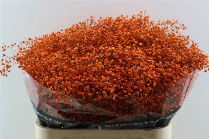 <h4>Gyps Grof Orange (dip)</h4>