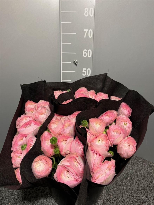 <h4>Ran Suc Lady Sup</h4>