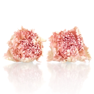 Carnation (anjer) Pink 4,5-5cm