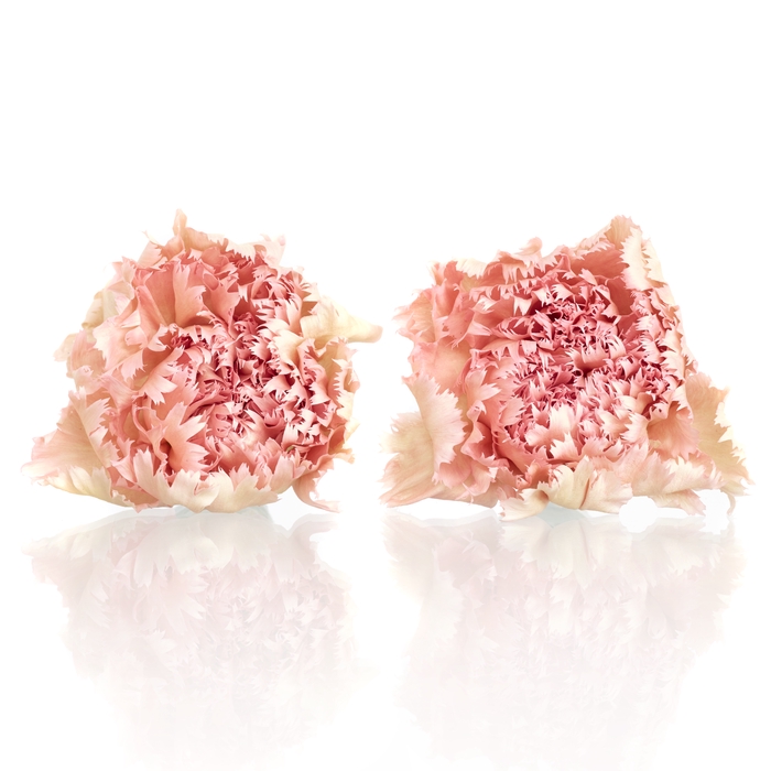 Carnation (anjer) Pink 4,5-5cm