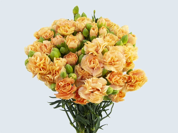 CRAVO SPRAY KAMILLY 060 CM LARANJA