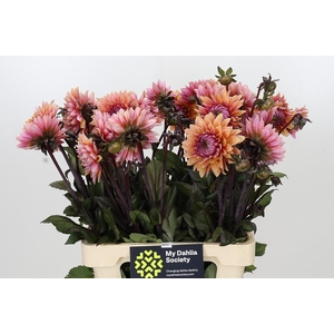 Dahlia Sweet Sanne