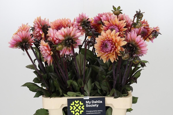 <h4>Dahlia Sweet Sanne</h4>
