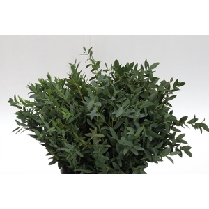 Dec Euc Parvifolia 150gr X5