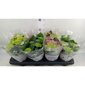 Hydrangea mac.   ...mix