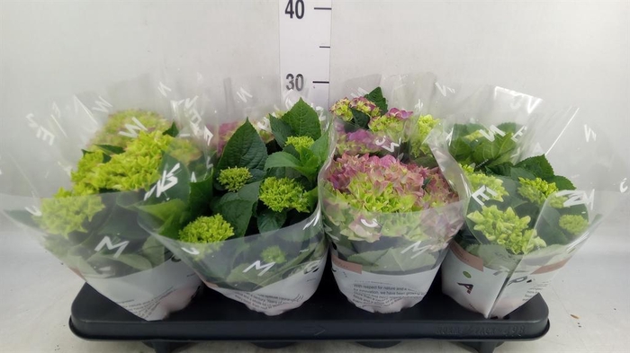 <h4>Hydrangea mac.   ...mix</h4>