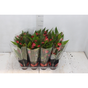 ANTHURIUM MINI MILLION FLOWERS P09