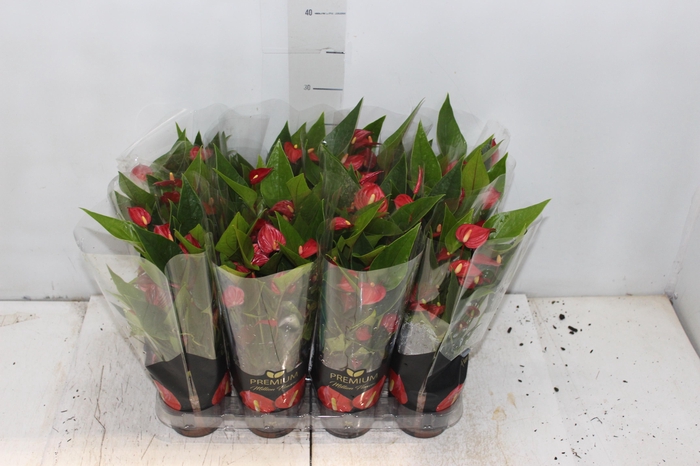 <h4>ANTHURIUM MINI MILLION FLOWERS P09</h4>