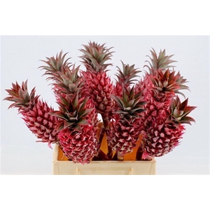 Ananas Striatos Medium