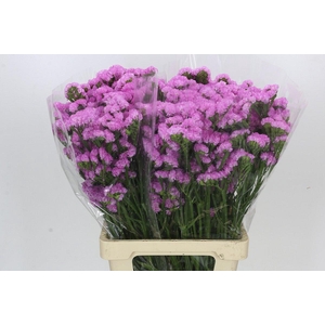 Limonium Sinuatum Pink Rosa