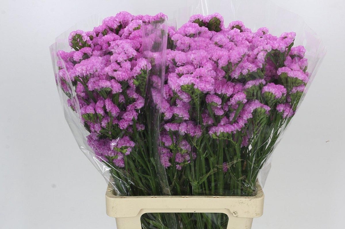 <h4>Limonium Sinuatum Pink Rosa</h4>