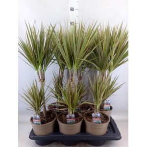 Dracaena marg. 'Bicolor'