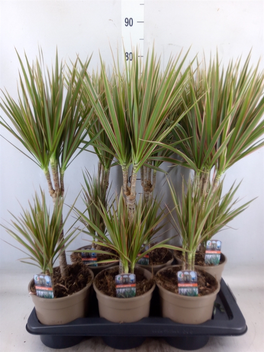 <h4>Dracaena marg. 'Bicolor'</h4>