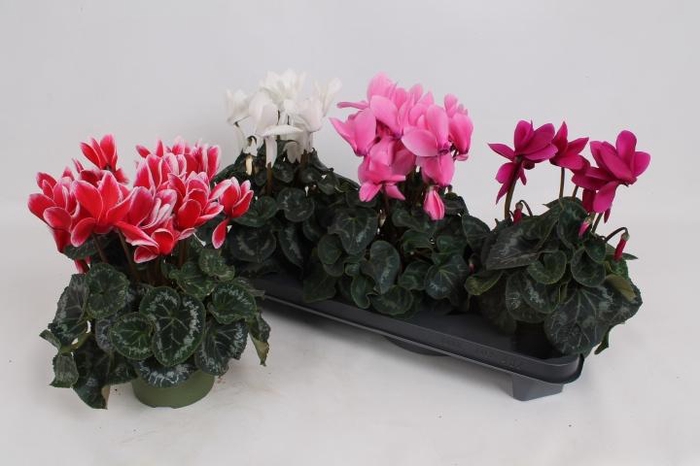 <h4>CYCL GR SUP MAMMOTH</h4>