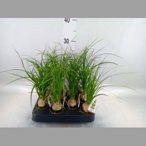 Beaucarnea recurvata