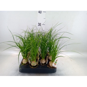 Beaucarnea recurvata